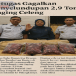 Penyelundupan Daging Celeng Dimerak Digagalkan BKHIT Banten