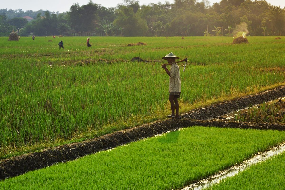 Wanam Jadi PSN Strategis Cetak Sawah 1 Juta Ha untuk Pangan hingga Energi