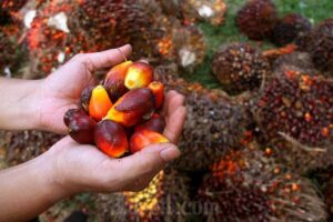 Koperasi Sekunder Merah Putih Jadi Motor Hilirisasi Sawit, Didorong Kemenkop