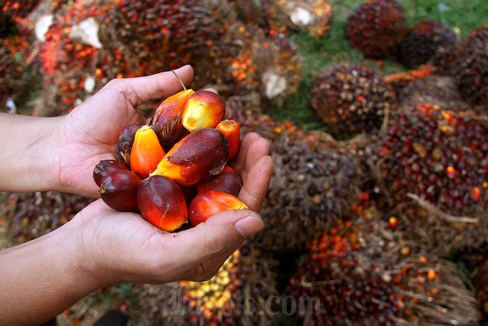 Koperasi Sekunder Merah Putih Jadi Motor Hilirisasi Sawit, Didorong Kemenkop